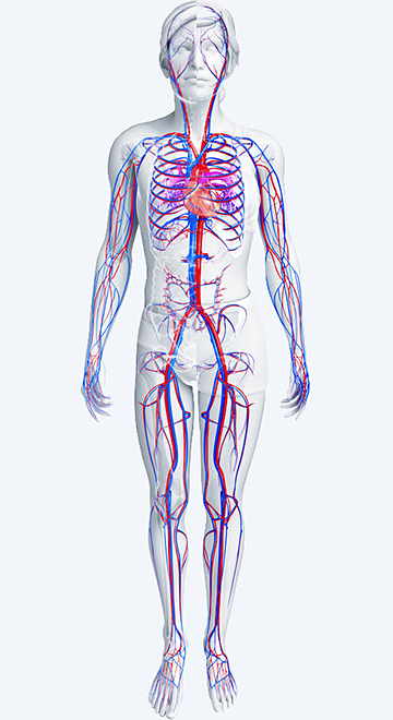 pi_therapeutic-markets_s10_endovascular.png