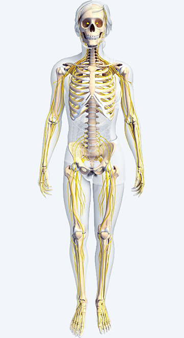 pi_therapeutic-markets_s14_orthopedics.png