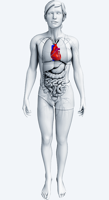 pi_therapeutic-markets_s06_heart.png